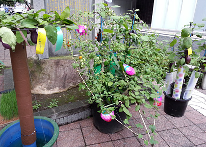 第一回「京橋川カフェ」七夕祭り