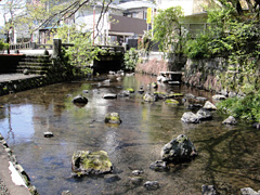 2012.4.24 三島市源兵衛川視察 ②