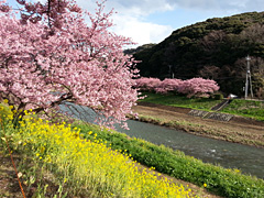 2014.3.06 南伊豆町青野川視察 ①