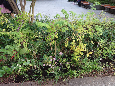 中央区・箱根植木・NPO他による季節の植え替え / 於 : 京橋大根河岸おもてなしの庭