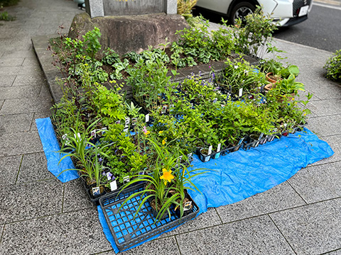 中央区、箱根植木、NPO他による季節の植え替え / 於 : 京橋大根河岸おもてなしの庭